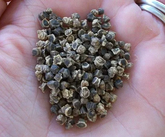 Healthy Beetroot Seeds